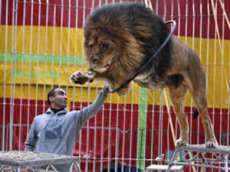 ЧП во Львовском цирке: лев напал на дрессировщика