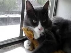 Кот и ящерица стали друзьями