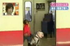 Шимпанзе купил билет на поезд и отправился в путешествие с  лучшим другом