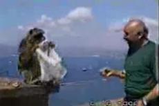 В британском зоопарке обезьяны воруют у посетителей сумки