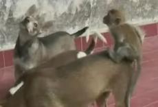 Собака усыновила обезьянку