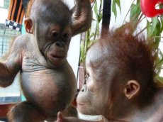 Влюбленные орангутаны покорили интернет