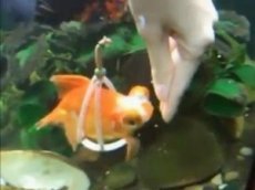 Заботливый хозяин сделал для золотой рыбки инвалидное кресло