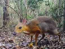 Считавшийся исчезнувшим мышь-олень попал на видео во Вьетнаме