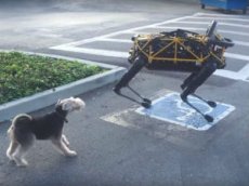Робот-собака подралась с живым псом