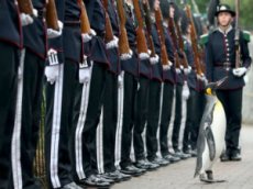 Шотландский пингвин стал бригадным генералом