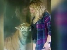 Интернет-пользователей растрогало видео, как тигр прижался к животу беременной женщины