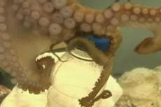 В Новой Зеландии осьминог научился открывать бутылки