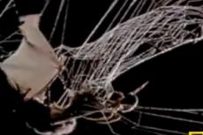 Охота паука на летучую мышь