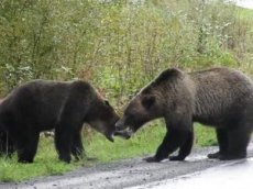 В Канаде сняли на видео схватку медведей гризли