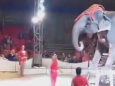 Слон упал с 2-метровой высоты в цирк