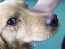 Видео расплакавшейся на бойне собаки растрогало интернет-пользователей