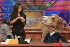 Ведущими ток-шоу стали шимпанзе и верблюд