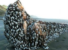 В Новой Зеландии на пляж выбросило «монстра с дредами»