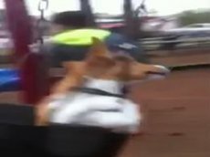 Собака на качелях