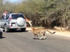 Внедорожник спас антилопу от гепарда