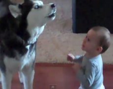 Лайка спела дуэтом с младенцем