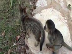 Котенок подружился с обезьянкой