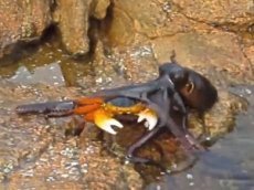 Схватка краба и осьминога набрала четыре миллиона просмотров на YouTube