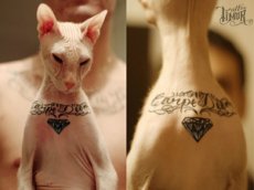 Россиянин сделал татуировку своему коту