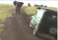 В заповеднике ЮАР слон напал на туристов