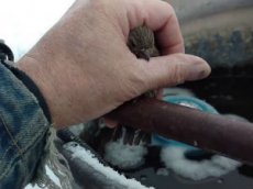 Мужчина спас замерзающего воробушка