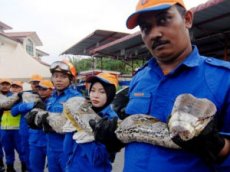 В Малайзии обнаружили самую длинную в мире змею