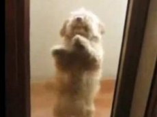 Сальса в исполнении собаки