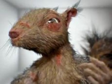 Минздрав выпустил новый ролик про "адскую белку"