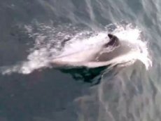Гонки дельфинов с катером в Заполярье