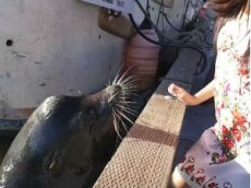 Морской лев напал на ребенка и утащил его под воду