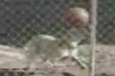 Собака освоила фигуры высшего футбольного пилотажа