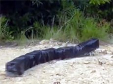 Робот-гусеница ползает со скоростью 1,6 км/ч