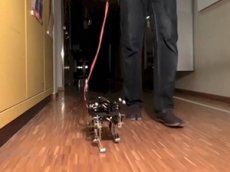 Швейцарские ученые создали робота-кошку