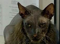 Самый уродливый кот в мире