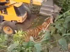 Cтроитель раздавил экскаватором тигра-убийцу