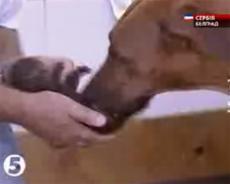 Собака взяла на воспитание пантеру