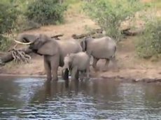 Крокодил против слона