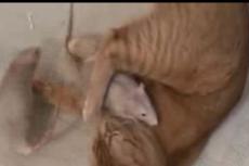 Кот подружился с крысами