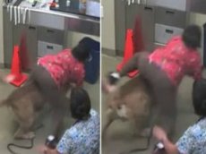 Собака похитила медсестру, спасаясь из ветеринарной клиники