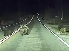 Автопилот Teslа спас жизнь медведице с детенышами