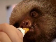 Маленькие ленивцы