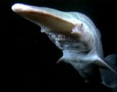 Подводный монстр атакует пловца