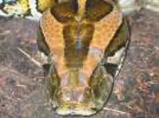 Питон наелся мячей и чуть не умер