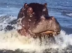 Бегемот едва не перекусил лодку на полном ходу