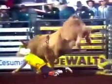 Гигантский бык насмерть растоптал чемпиона родео