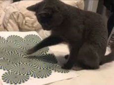 Кота свела с ума оптическая иллюзия