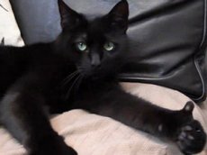 Самый крутой кот в мире