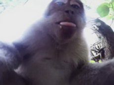 Обезьяна сама сняла себя на камеру