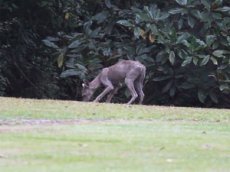 В Америке чупакабра попала на видео
